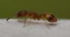 Temnothorax sp.